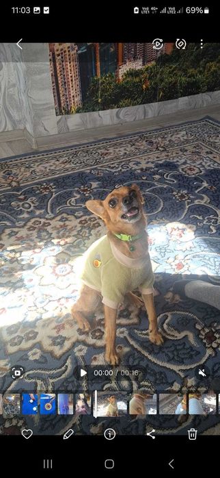 Мальчик той ищет невесту