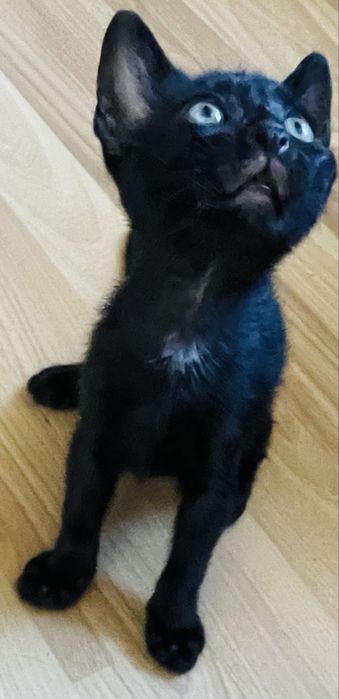 Donez motanel negru de 4 luni