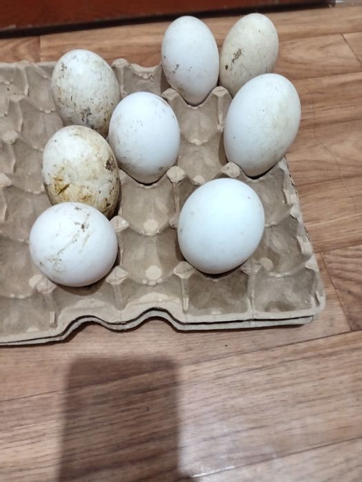 Продам инкубационных яица