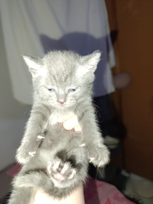 Продам шотландские вислоушки