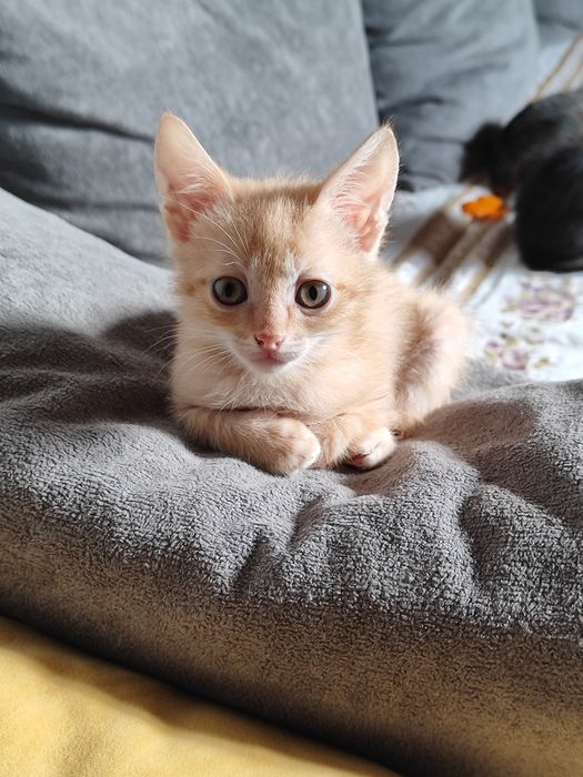 Отдам котят бауырластар 2