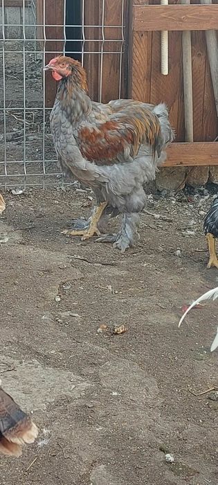 Cocoși de vânzare