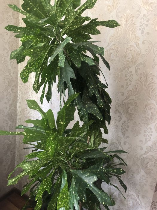 Продам Кротончики