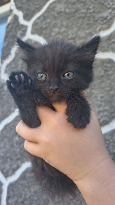 Котята красивые и добрые