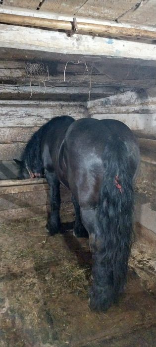 Armăsar negru pentru montă !!