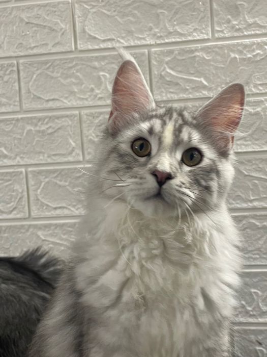 Maine Coon cu părinții campion.