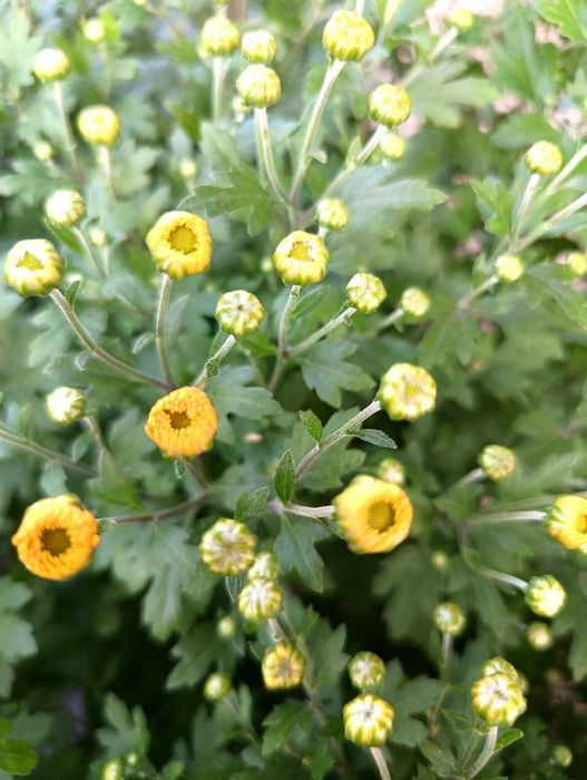 Crizanteme Multiflora ghiveci tufe mari – Producător Gorj (pline de boboci)