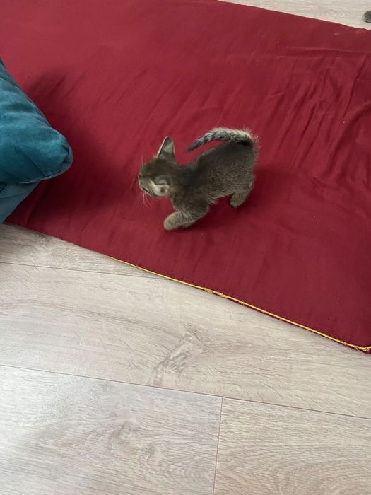 Животные, котята бесплатно