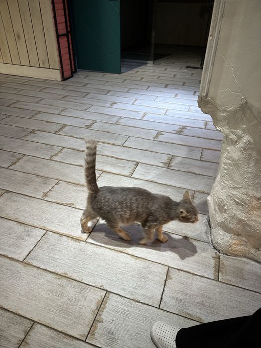 Кошкабереманная.