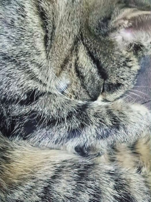 продаю котенка..