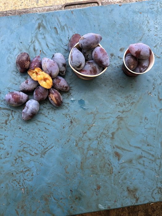 Vand prune pentru tuica