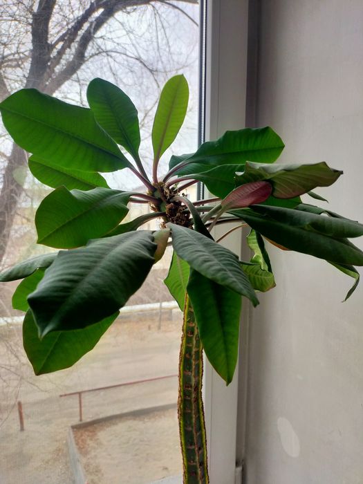 Молочай высокий 80 см.