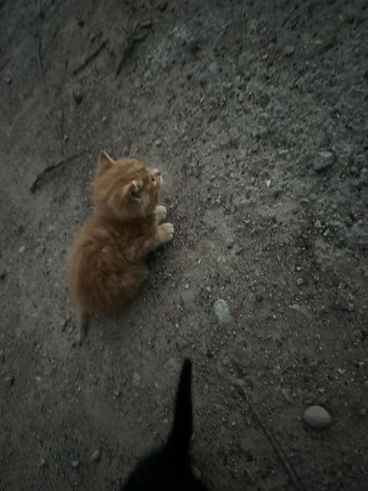 Отдам кошку в доьрые ручки