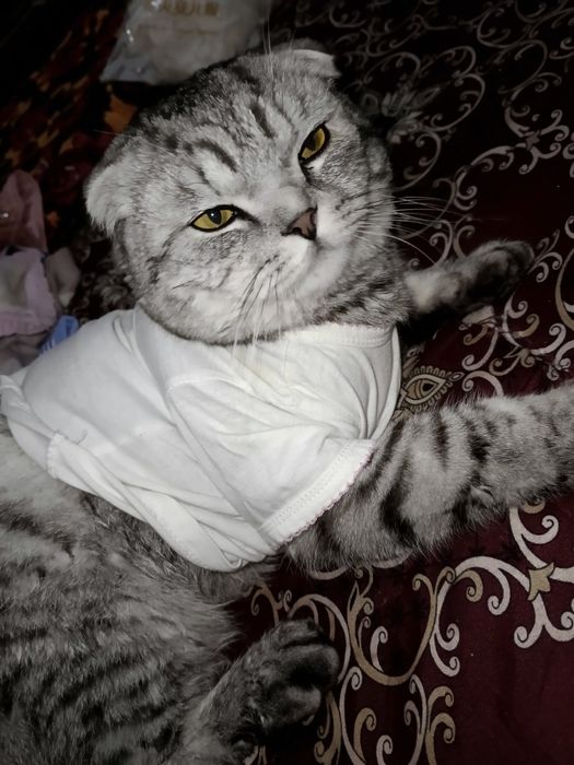 Skotish fold 1 yosh toza mushuk