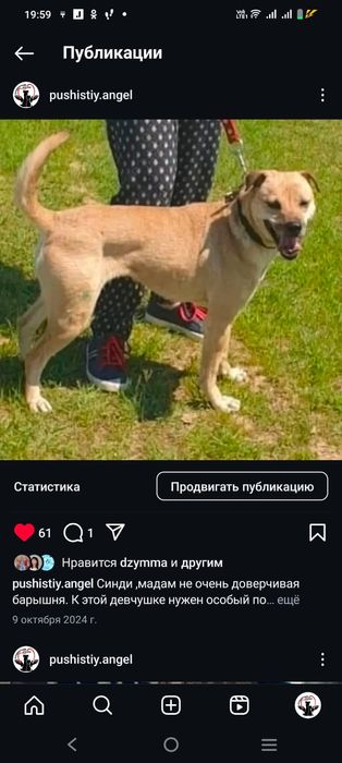 Преданные собачки ищут дом