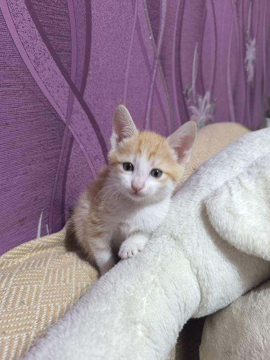 Отдаю котят в добрые заботливые руки