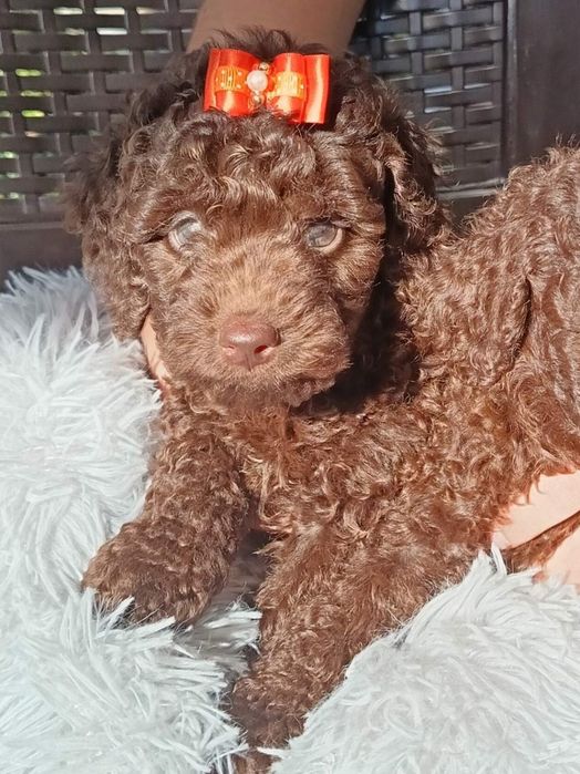 Пудел мини шоколад