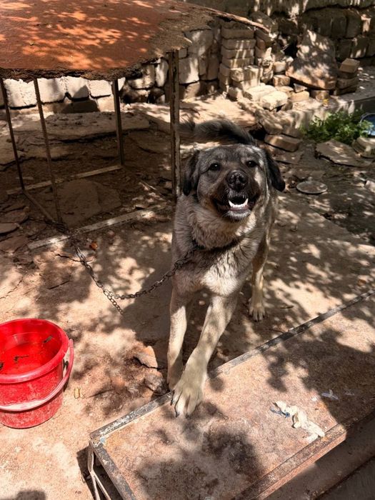 Собака даром в добрые руки