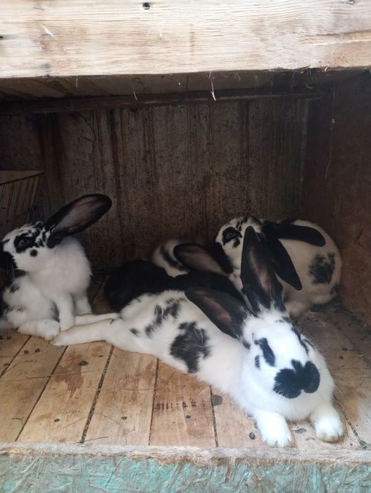 De vânzare iepuri uriaș german