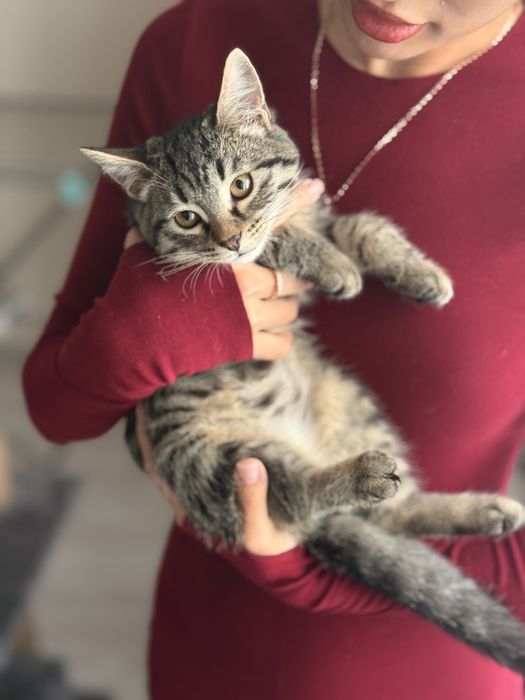Котенок ищет дом