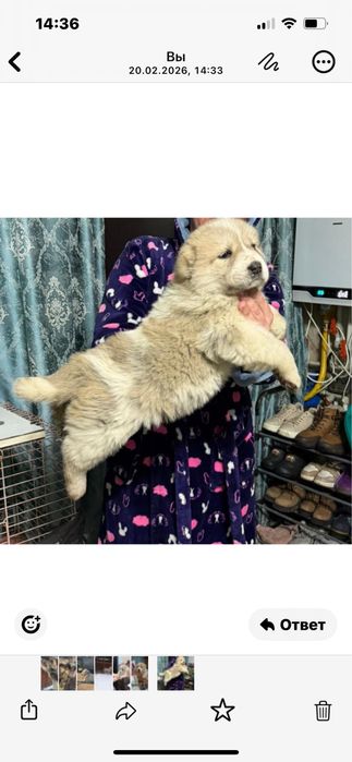 Продам щенков Сао