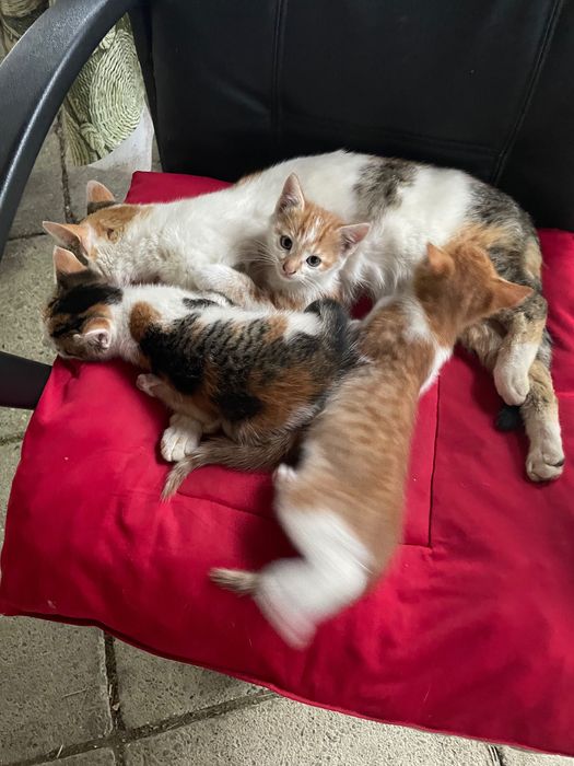Pisici spre adopție