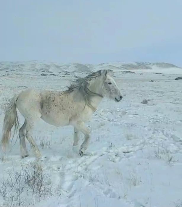 Семіз айғыр жеребец