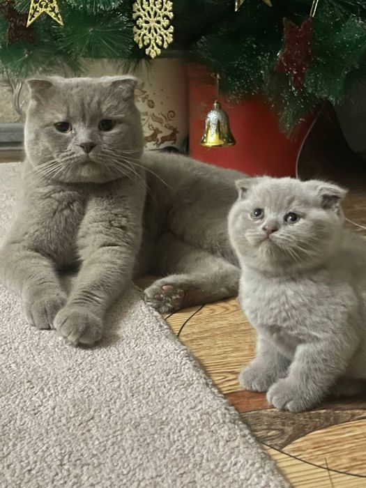 Вязка вислоухий кот ( не продаётся)