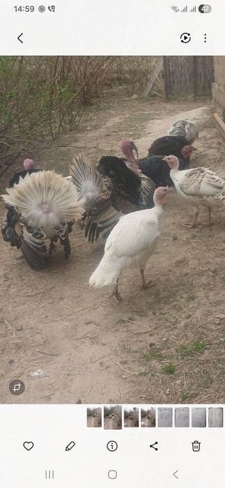 Птицы индюки и индюшки