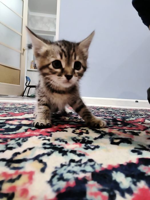 Отдам котят в добрые руки