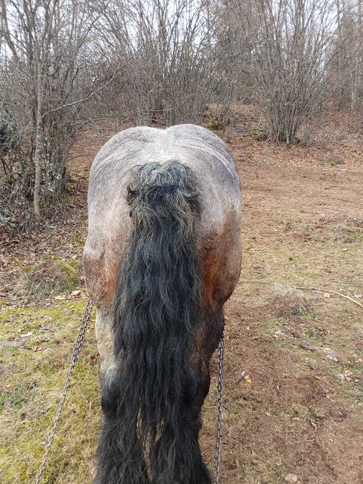 Vând armăsar de montă și de tracțiune !