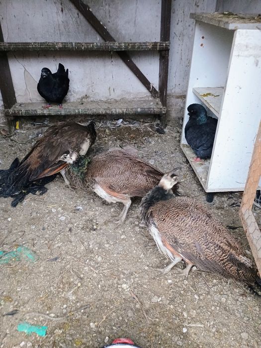 Păunițe de vânzare