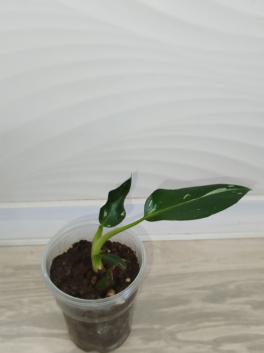 Feladendron Belaya prinsesa detkasi