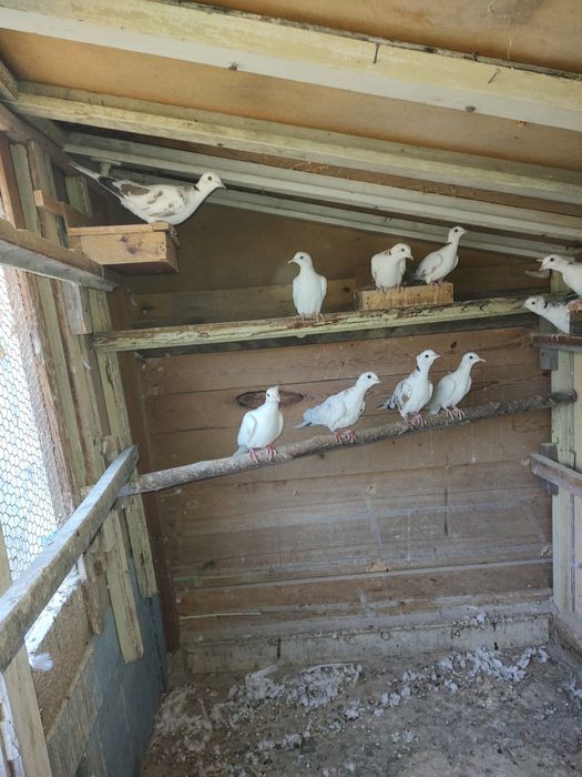 Скумрийки от тази година