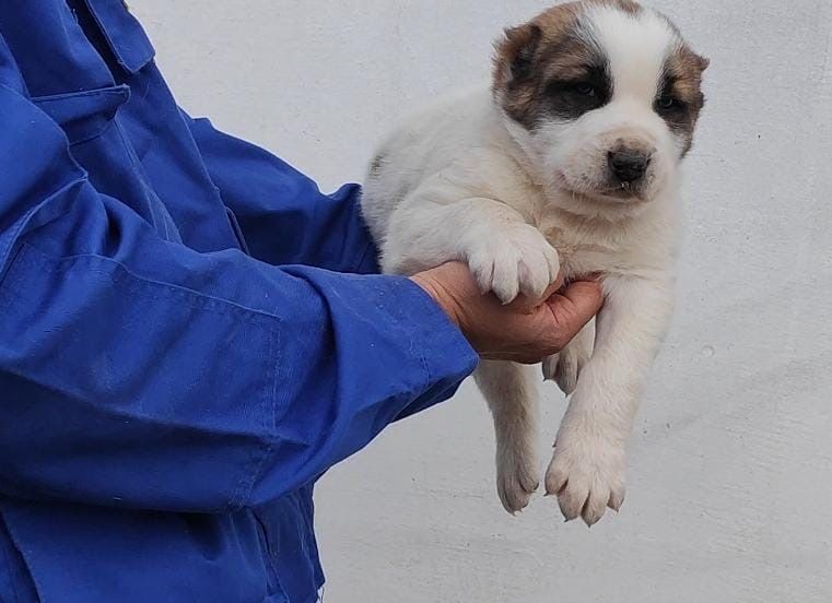 Продается щенок САО.