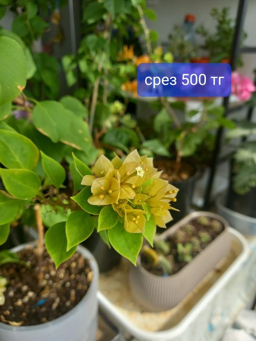 Продажа комнатных растений