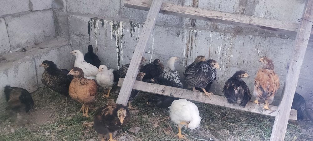 Продам домашних цыплят