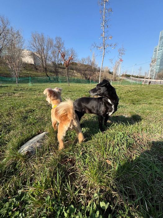 Ищу хозяев для собак