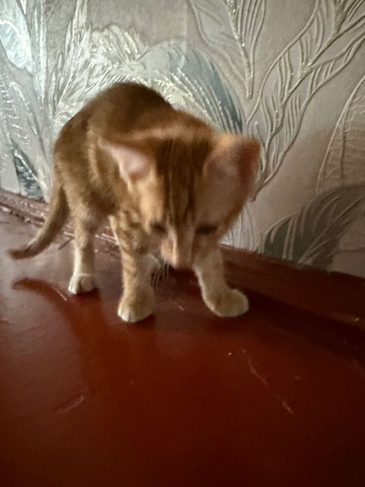 Котята, отдам их даром