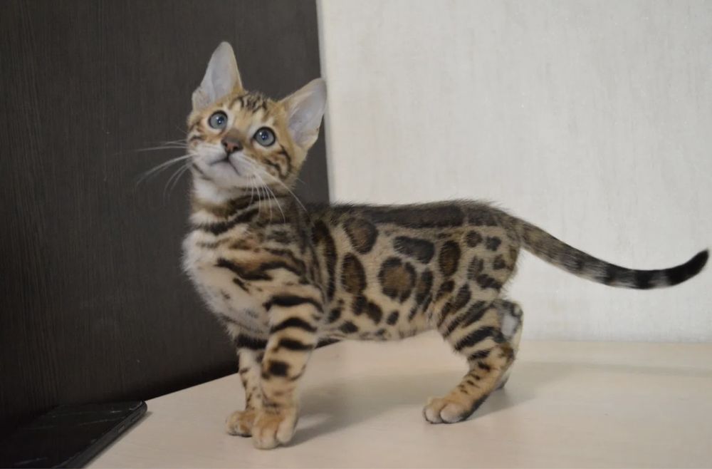 Продаётся бенгальские котята 4
