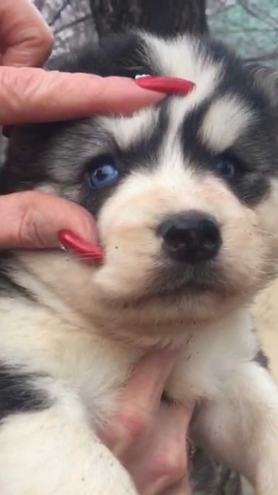 Голубоглазый мальчик хаски  из питомника