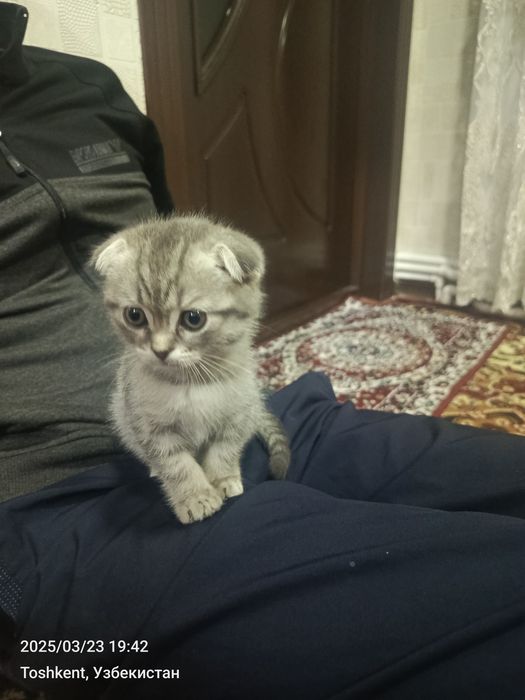 Koshki Swetsky Oq