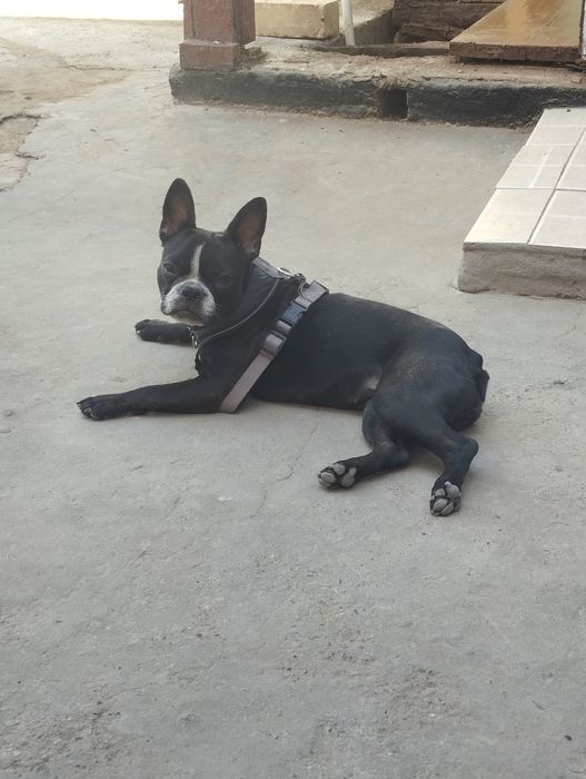 Ищем жениха для вязке с кабелëм породы французский бульдог