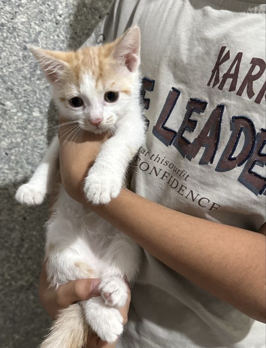 Котята в хорошие руки