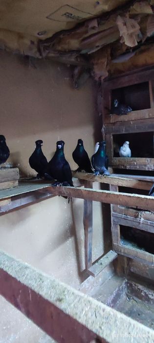 Продаются голуби по 200т.