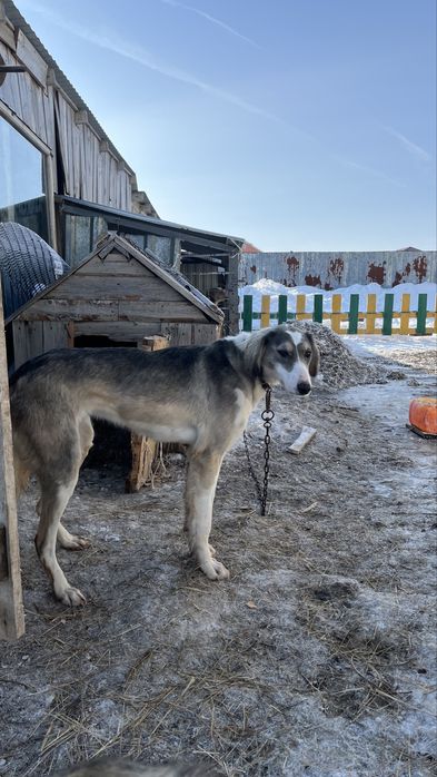 Тазы! Көк қасқа күшік сатылады! Ұрғашы