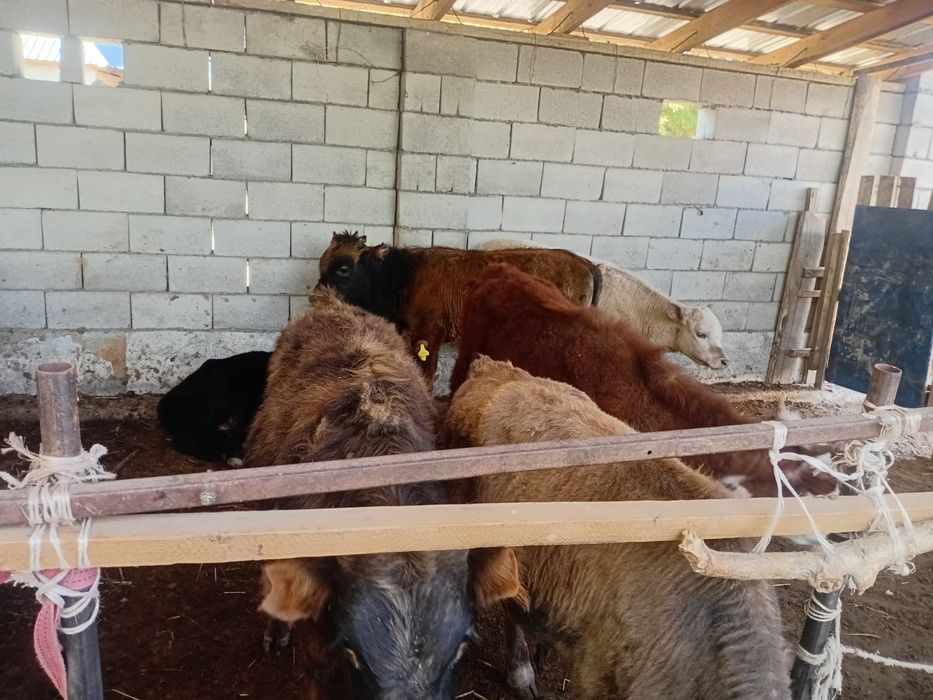 15 бас бызау круг