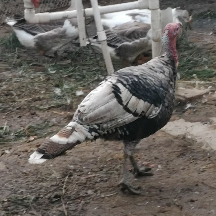kurkala sotiladi