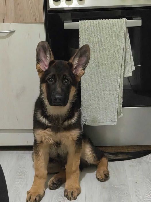 Немска овчарка на 98 дена