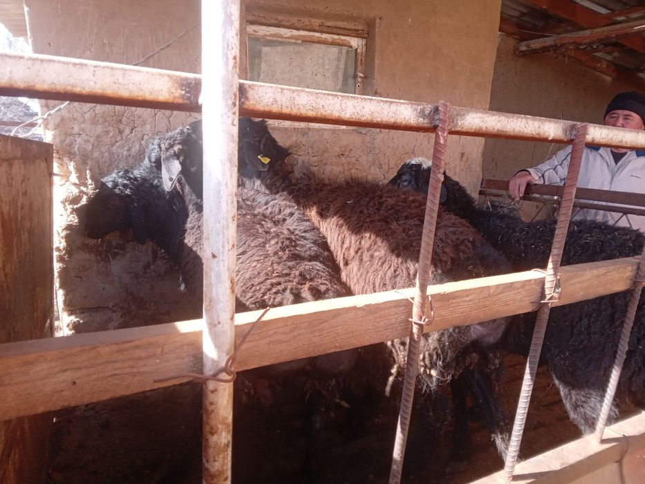 Кой 5 шт кошкарлар